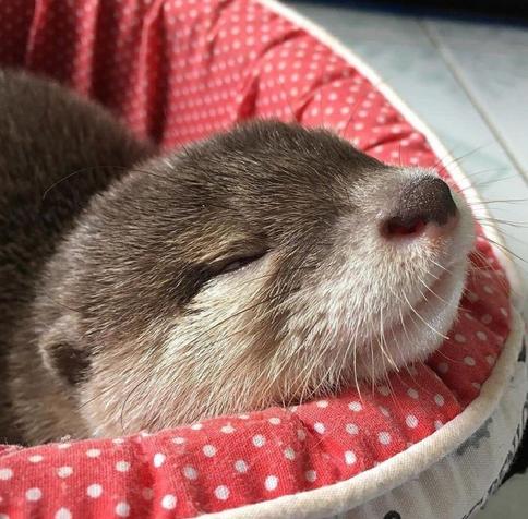A picture of an otter.