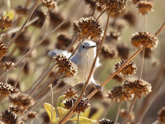 A small bird perches on a branch in a tranquil woodland setting, blending harmoniously with the natural surroundings.