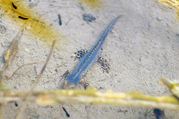 Photo of a lizard like amphibious creature in a pond. The animal is blue with dotted skin on its legs, feet and crest on its back.
