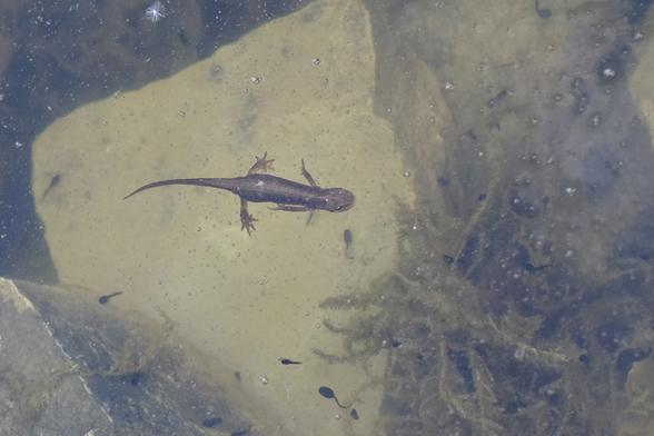 Photo of a lizard like amphibious creature in a pond.