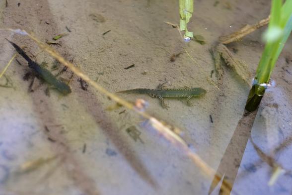 Photo of two lizard like amphibious creatures in a pond.