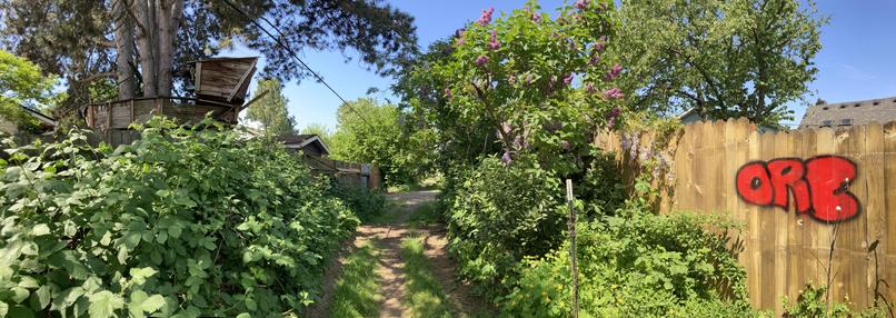 wide angle view of a narrow dirt alley overgrown with blackberries and lilac bushes. To the left is a really great tree fort and to the right is a small bit of graffiti reading “ORE” or “OPIE” or “ORC” or something like that