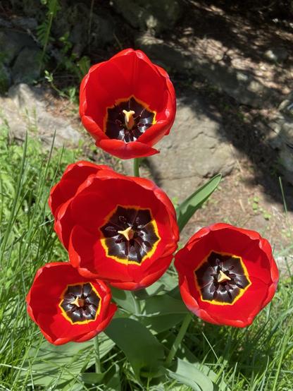 Looking straight into a cluster of five bright red tulips. They are large open cups, and at the bottom inside they are glossy and almost black, with a bright yellow three sided pistil in the center.