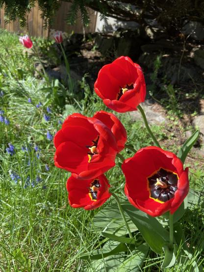 The same tulips, seen a bit more from the side, so we see the black center of only one, and the rest are just bright red with glimpses of yellow.