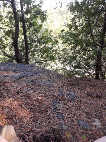 Photo from one of my happy forest hidey holes. The knees and one runner'd toe of my crossed legs in the foreground. Sitting on a black-stoned cliff surrounded by cedar trees. The ground is littered with old brown cedar leaflet thingys.  In the distance is the washed out (light balance fail) treed valley on the other side. But you can't really see it because of qll the branches of the trees surrounding me. Oh, and geese just honked in the distance. I could hear them splash down.