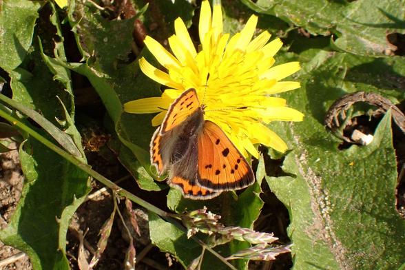 Photo of a small copper butterfly on a dandelion. It's a small mainly orange butterfly. We don't see that many round here. Made my day.