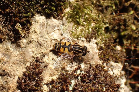 The footballer hoverfly on a rock. It's called that because of the black and yellow stripes on the thorax, bit like a football top.