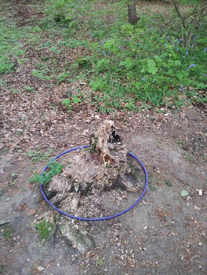 A well rotted tree stump in a leafy woodland. There are brown leaves on the ground and green foliage from low growing shrubs. The tree stump is encircled by a purple hula hoop.