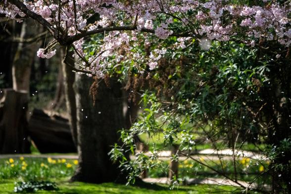 Many small blossom petals are falling from flowers on a tree. Behind is a green lawn, yellow flowers, and other trees.