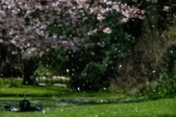 Many small blossom petals are falling, a few are sharp and distinct, the rest are unfocused on a background of a green lawn, yellow flowers, other blossom-covered trees, and a picnic.