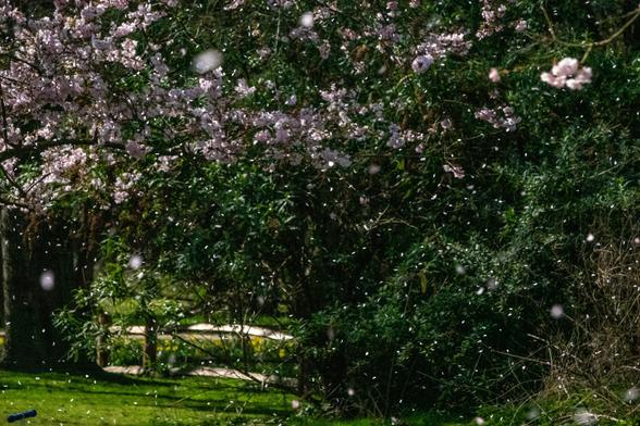 A large number of blossom petals are falling thickly across the scene. Behind is a green lawn, trees, bushes and hedges.