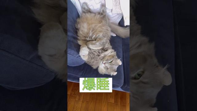 リラックス #ねこ動画 #cat #猫のいる暮らし #アメリカンカール
