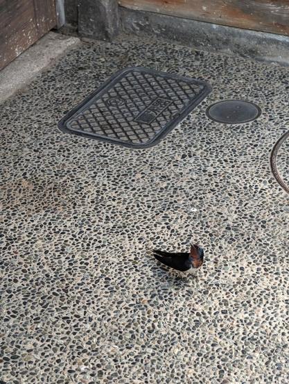 A tiny bird of reddish brown and black colors standing over the paved entrance of a Japanese traditional house.