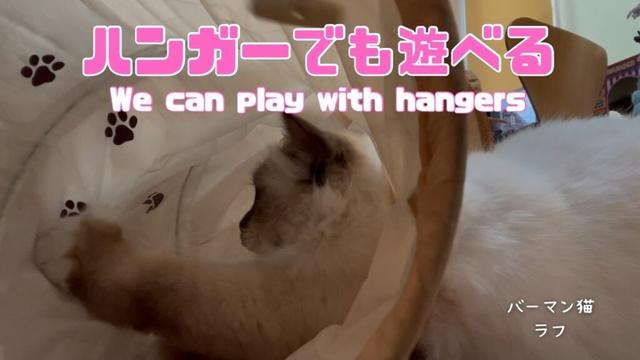 バーマン猫ラフ【ハンガーでも遊べる】We can play with hangers（バーマン猫）Birman/Cat