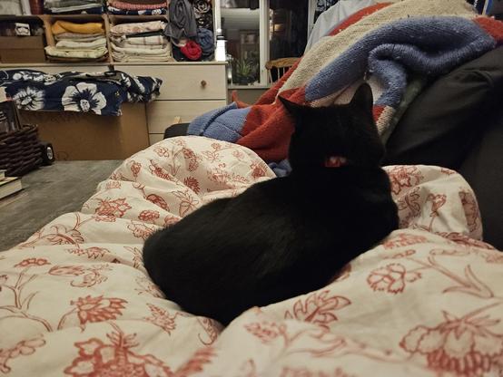 Alea the Black Cat weighing the duvet down with 1000 cat tons as I try to leave the couch.