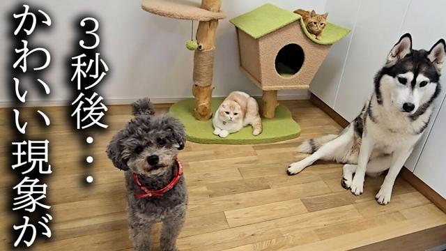 こっそりいつもより早く帰宅したら子猫と犬達がこうなってた...