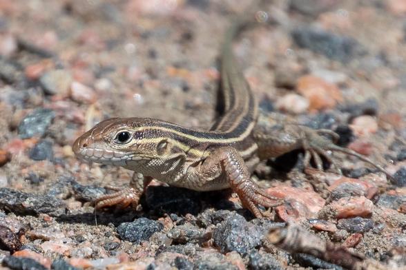A Six-lined Racerunner lizard standing on a gravel path.