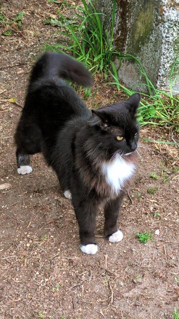 An agitated-looking black cat with white neck tuft and mittens, standing on a trail near some grass. It was a very meowy kitty.