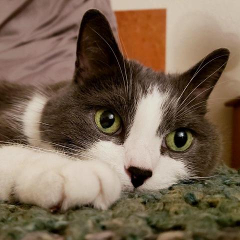 Close up of a grey and white tuxedo cat with green eyes lying on a matching green afghan.