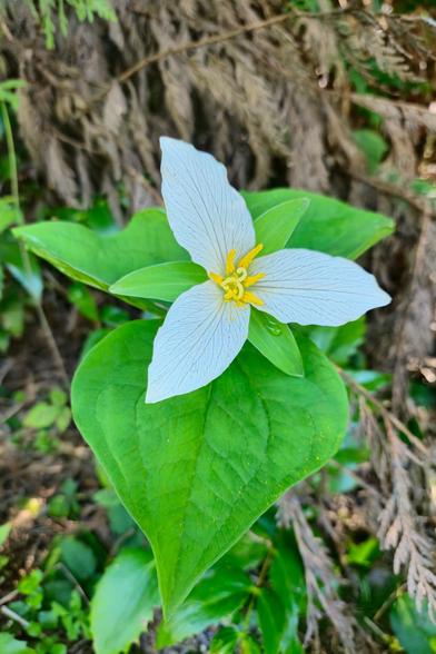 The image shows a trillium flower with three white petals and yellow stamens at the center, surrounded by large green leaves.