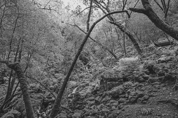 A forest scene in black and white arched trees covered in moss form a tunnel to a waterfall in the distance.  Rocks in the foreground and ferns, some light in the middle top of the frame but mostly just trees and leaves - no clear sky, overcast day.