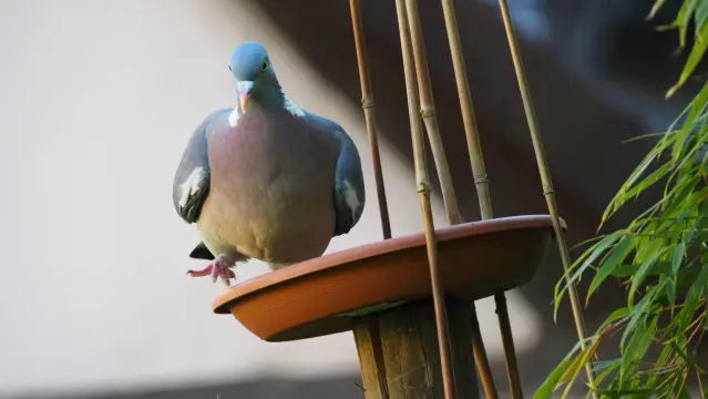 Taube auf einer Futterschale, welche auf einem schrägen Pfosten geschraubt ist