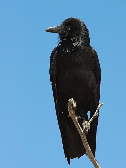 Corvus coronoides (known as Australian raven) standing on a branch and turning its head to the side.