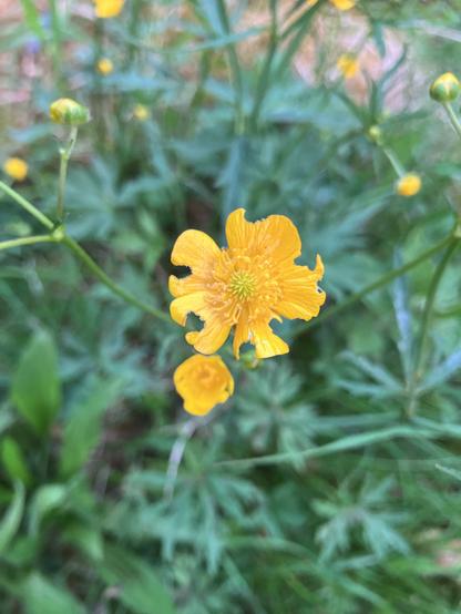 Die Buttergelbe Blüte des Hahnenfuß. Die 5 Blütenblätter sind unterschiedlich stark kreisförmig angefressen. Im Hintergrund unscharf weitere Knospen.