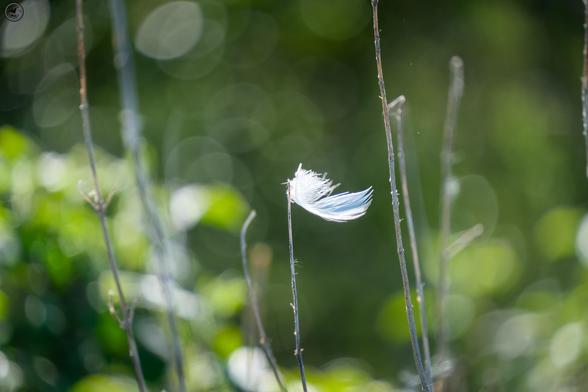 Lone feather caught on grass stem