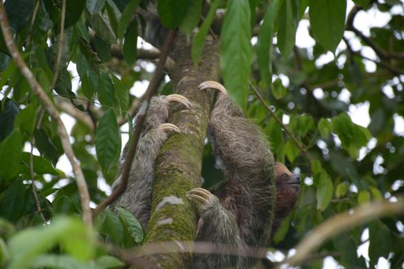 Three-toed sloth climping on branch