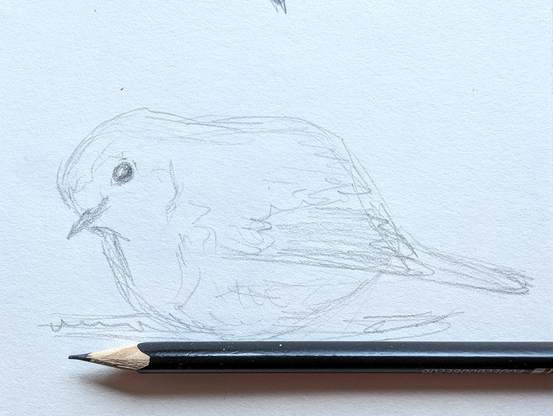 Handmade black and white pencil drawing of a cute Robin bird by artist Karen Kaspar
