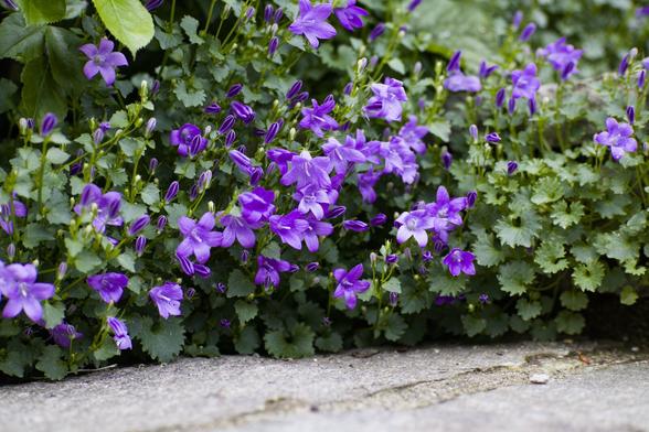 a bunch of purple bellflowers growing along a staircase