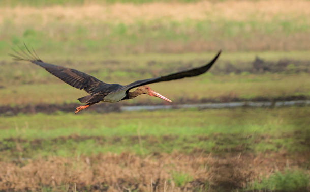 Une cigogne noire (grand échassier avec un plumage noir et blanc, un long cou, un long bec orange et pointu) en vol au dessus d'un étang en assec.