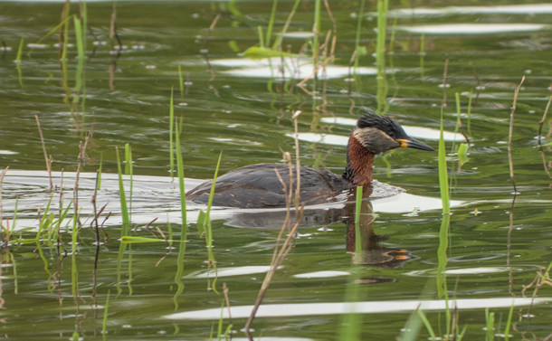 Un grèbe jougris qui nage dans l'eau d'un étang au milieu des petites herbes. L'oiseau aquatique a un plumage brun et rouille, avec une calotte noire et des joues grises. Sa tête, posée sur un cou moyen, est légèrement allongée et se termine par un long bec pointu noir avec une base jaune