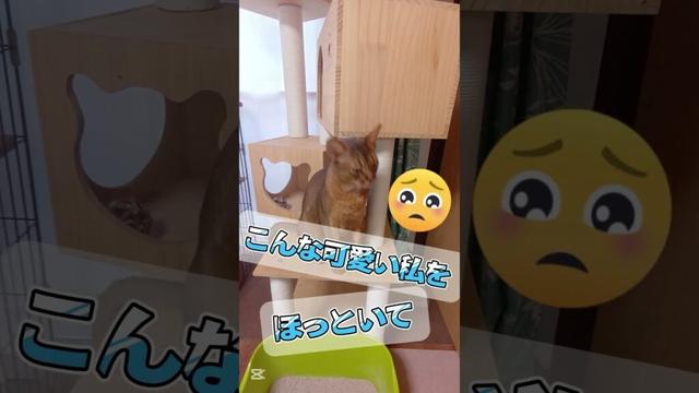 ❇️遅いにゃ！🐈🎶⸒⸒memories of 2025【abyssinian cat boy】　