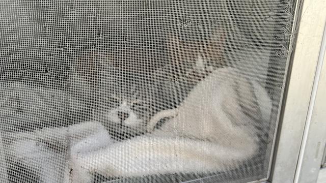 The two cats who run the Korean takeout in back of Komoro Station.