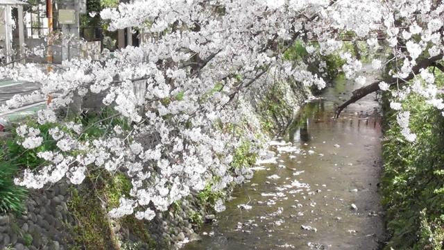 総集編　お花見をしに 航空公園・東川桜並木・熊野神社さんを散策　2025年4月