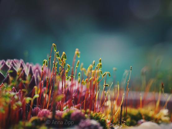 Close-up view of moss and small succulents. 

The focus is on a cluster of delicate, thread-like moss stems, which are various shades of red, orange, and yellow-orange.  Tiny, light green buds or shoots are visible at the tips of some of these stems. 

The background consists of out-of-focus, vibrant purple-pink and green succulents, blurring into a backdrop of teal-blue and dusky colors.