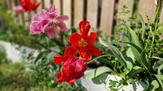 Tulpen