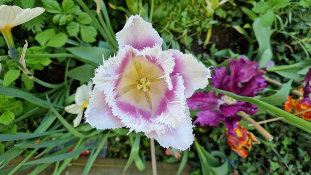 Tulpen
