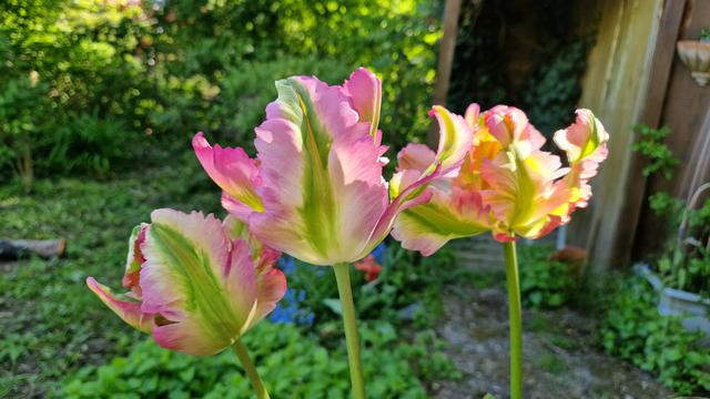 Tulpen
