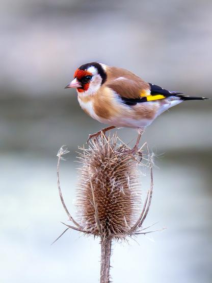 𝗣𝗶𝗰𝘁𝘂𝗿𝗲 𝗗𝗲𝘀𝗰𝗿𝗶𝗽𝘁𝗶𝗼𝗻 (𝗘𝗻𝗴): A goldfinch perched on a dried thistle flower, ignoring the thorns, which seem to do it no harm. We can clearly see its bright colors: a red mask with black eye cover on its head, a light brown and white body, and a combination of black, yellow, and white wings and tail.

𝗗𝗲𝘀𝗰𝗿𝗶𝗽𝗰𝗶𝗼́𝗻 (𝗘𝘀𝗽): Un jilguero posado sobre la flor seca de un cardo, ignorando los pinchos, que parecen no hacerle ningún daño. Apreciamos claramente sus vistosos colores: en la cabeza una careta roja con un antifaz negro, su cuerpo es marrón clarito y blanco, sus alas y cola combinan negro, amarillo y blanco.