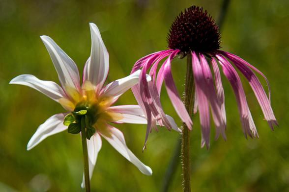 Two flowers next to each other, on the left a white, single dahlia and on the right an Echinacea. The white dahlia can be seen from the back, the sun shines through the narrow petals that stand like a wreath around the green and yellow center, like a sun with rays. The pink petals of the Echanicea hang down. You see that flower from the side with on top, proudly the brown, round, dark ball. The back is vague and light green