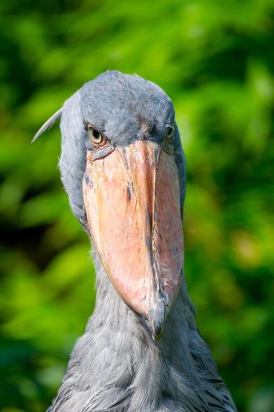 Le-bec-en-sabot-du-Nil-oiseau-dinosaure-3
