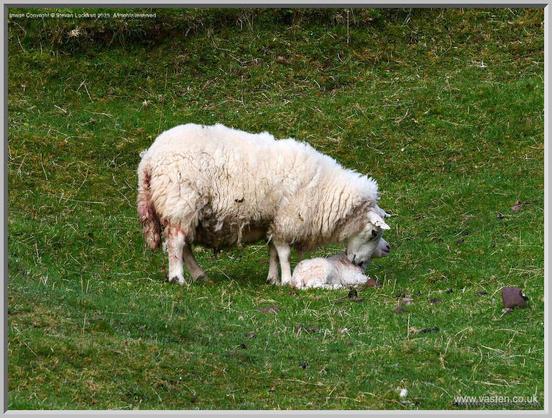 A ewe, her hind quarters still bloodied from birth, licks her new lamb, which is lying on green grass