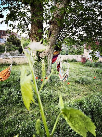Les hamacs pendus dans l’hérable