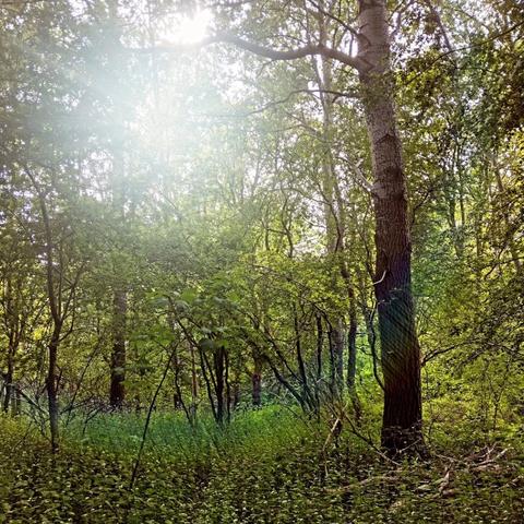 Foto van een bos met bomen in blad en onderbegroeing met de zon door het bladerdak | Photo of a forest with trees in leaf and undergrowth with the sun shining through the canopy