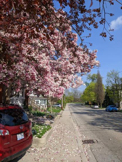Looking down a city sidewalk on a sunny day in spring. Beautiful magnolia tree with pink blossoms foreground left. Blue sky in background.