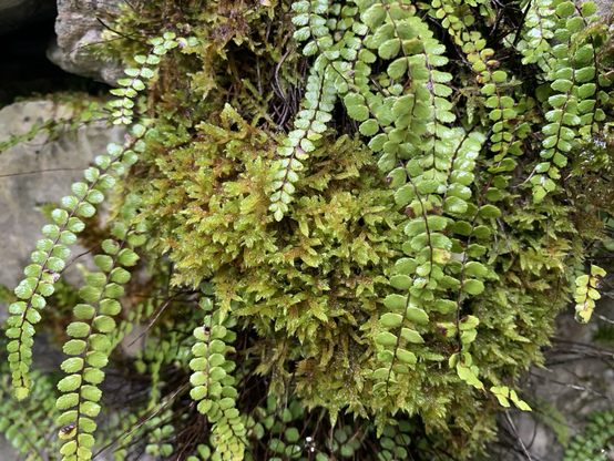 Fern & moss