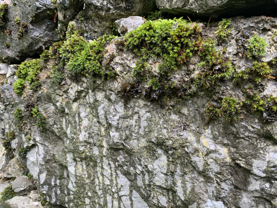 Stone & moss